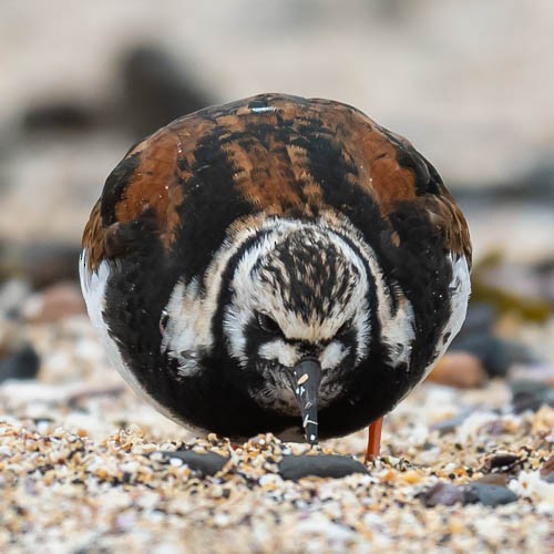 Ruddy Turnstone - ML599033681