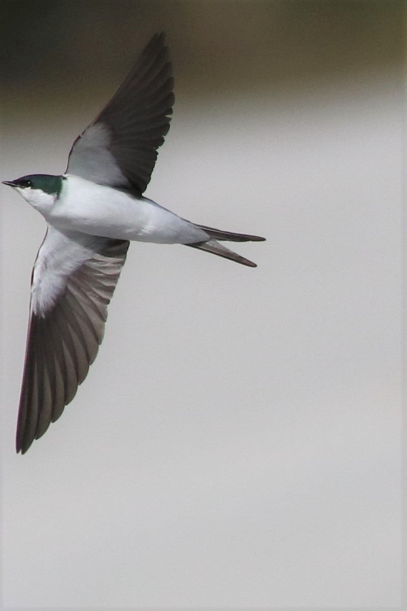 Golondrina de las Bahamas - ML59903391