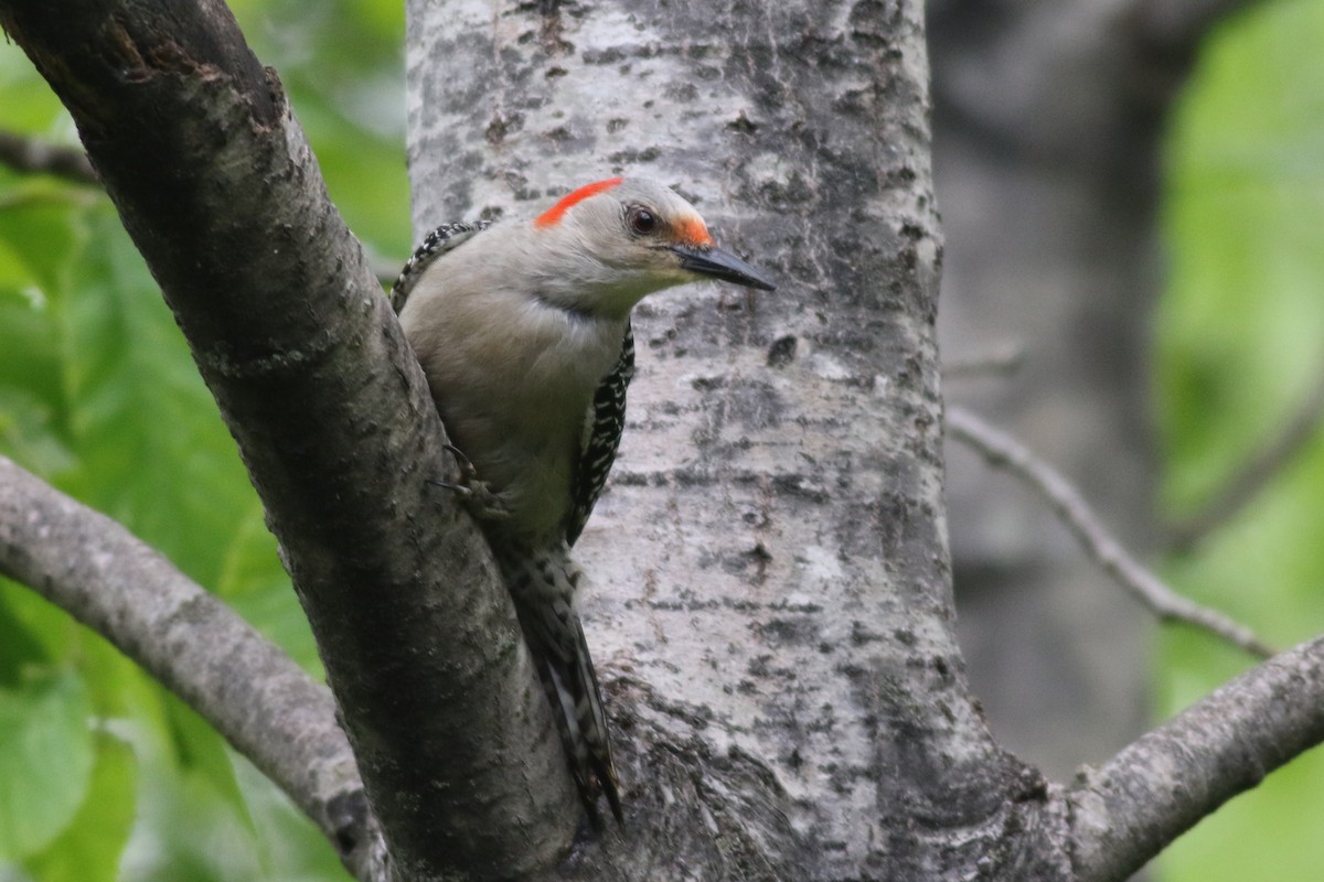 Red-bellied Woodpecker - ML59903401