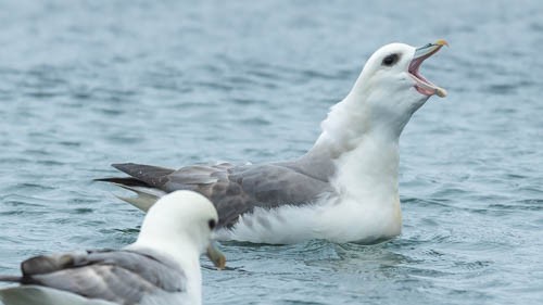 Fulmar Boreal - ML599034121