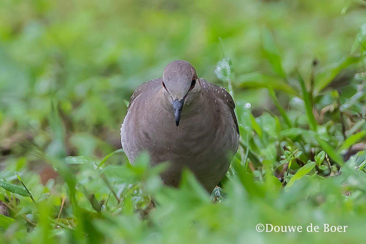 White-tipped Dove (decolor) - ML599035161