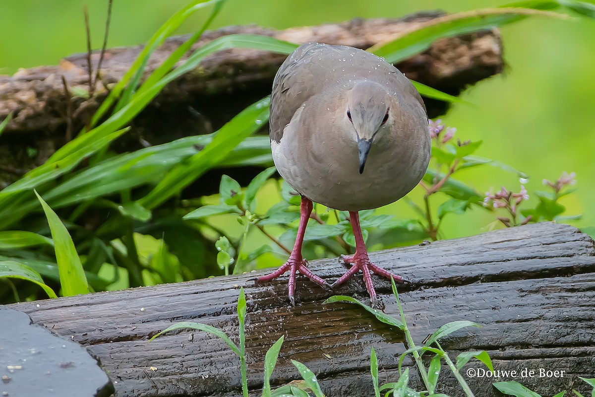 White-tipped Dove (decolor) - ML599035171