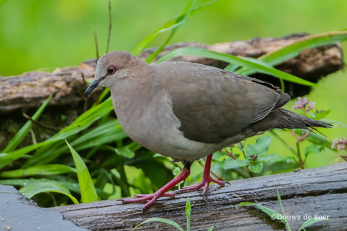 White-tipped Dove (decolor) - ML599035181
