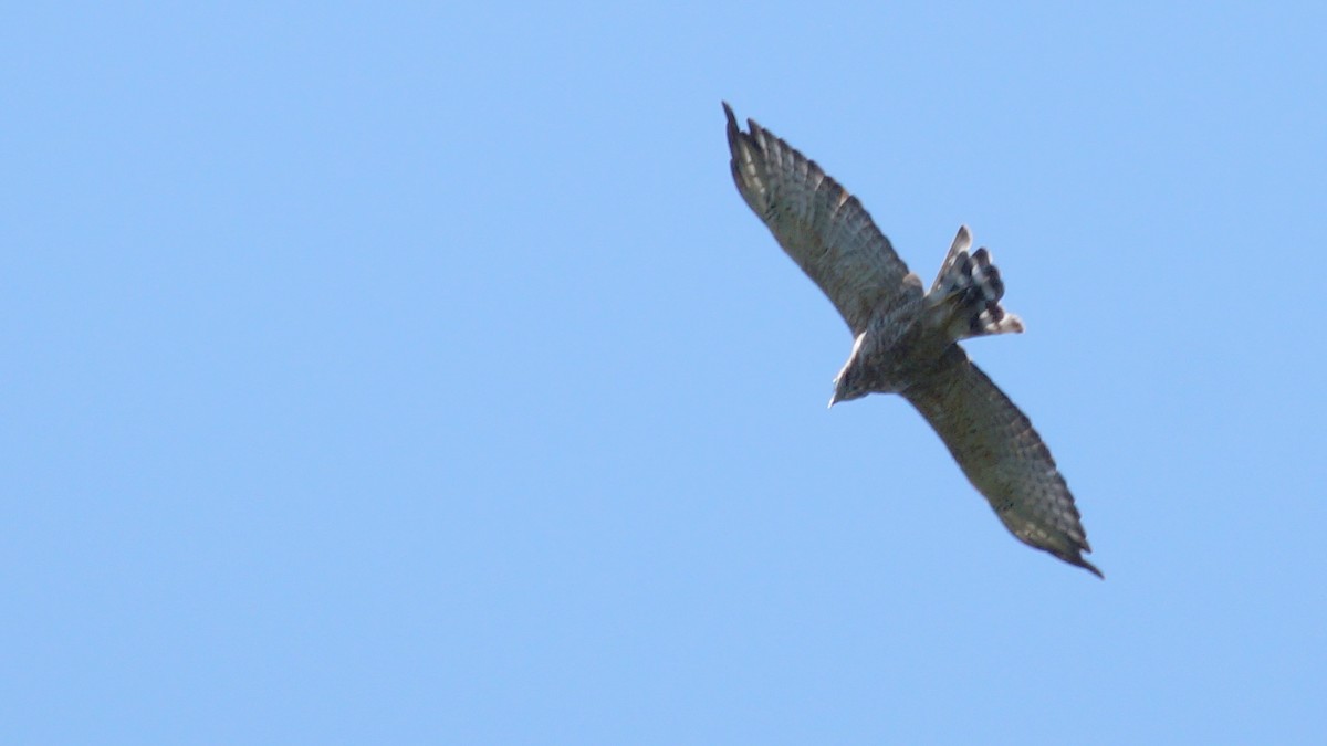 Broad-winged Hawk - ML599036951