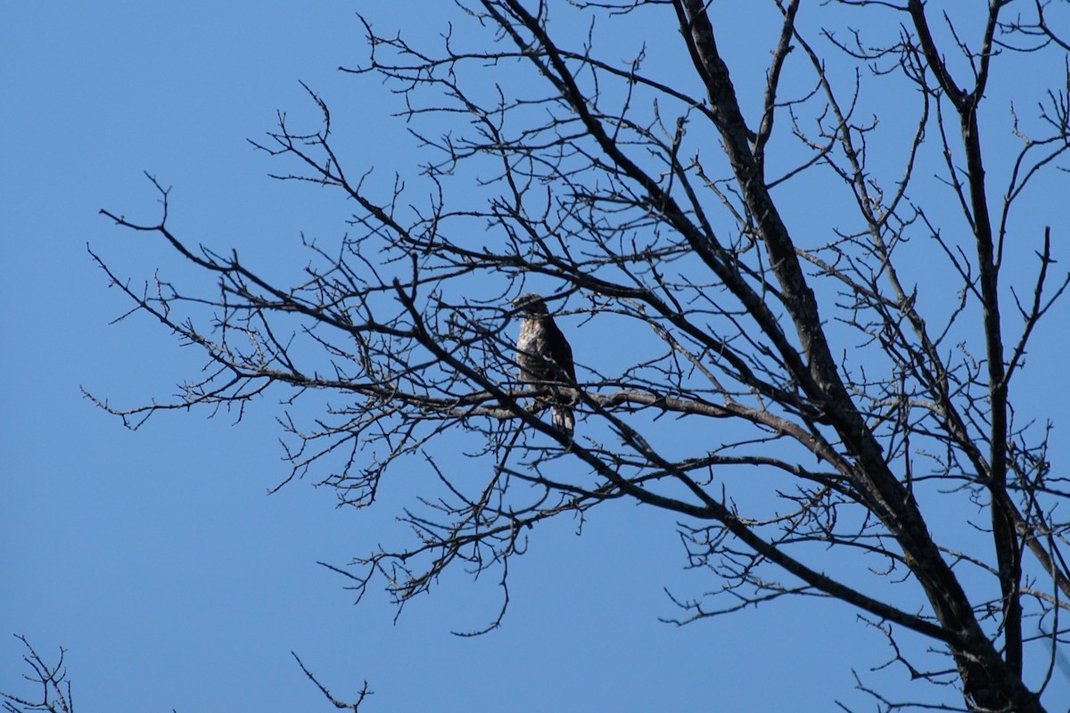 Broad-winged Hawk - ML599036961