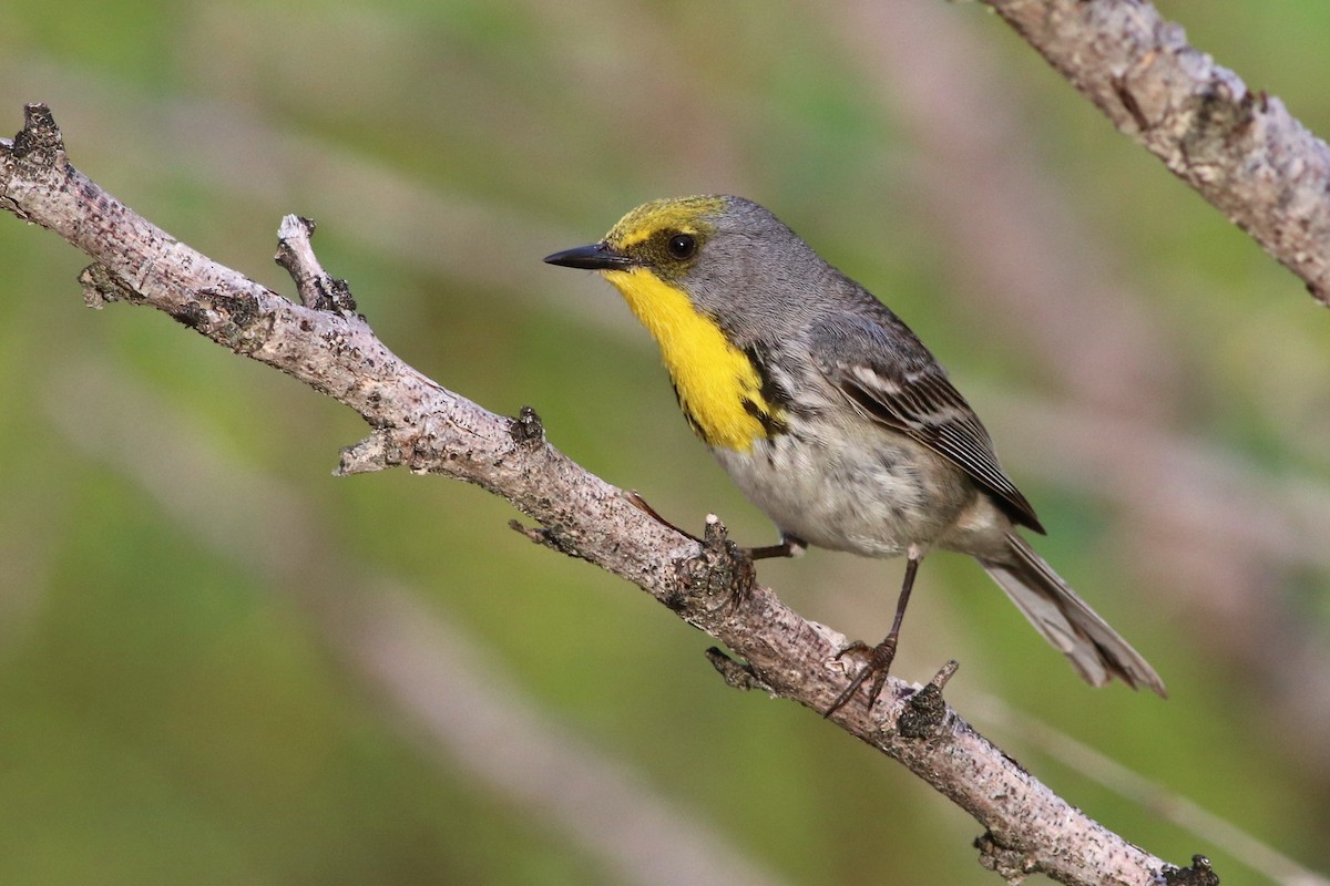Olive-capped Warbler - Brendan Fogarty