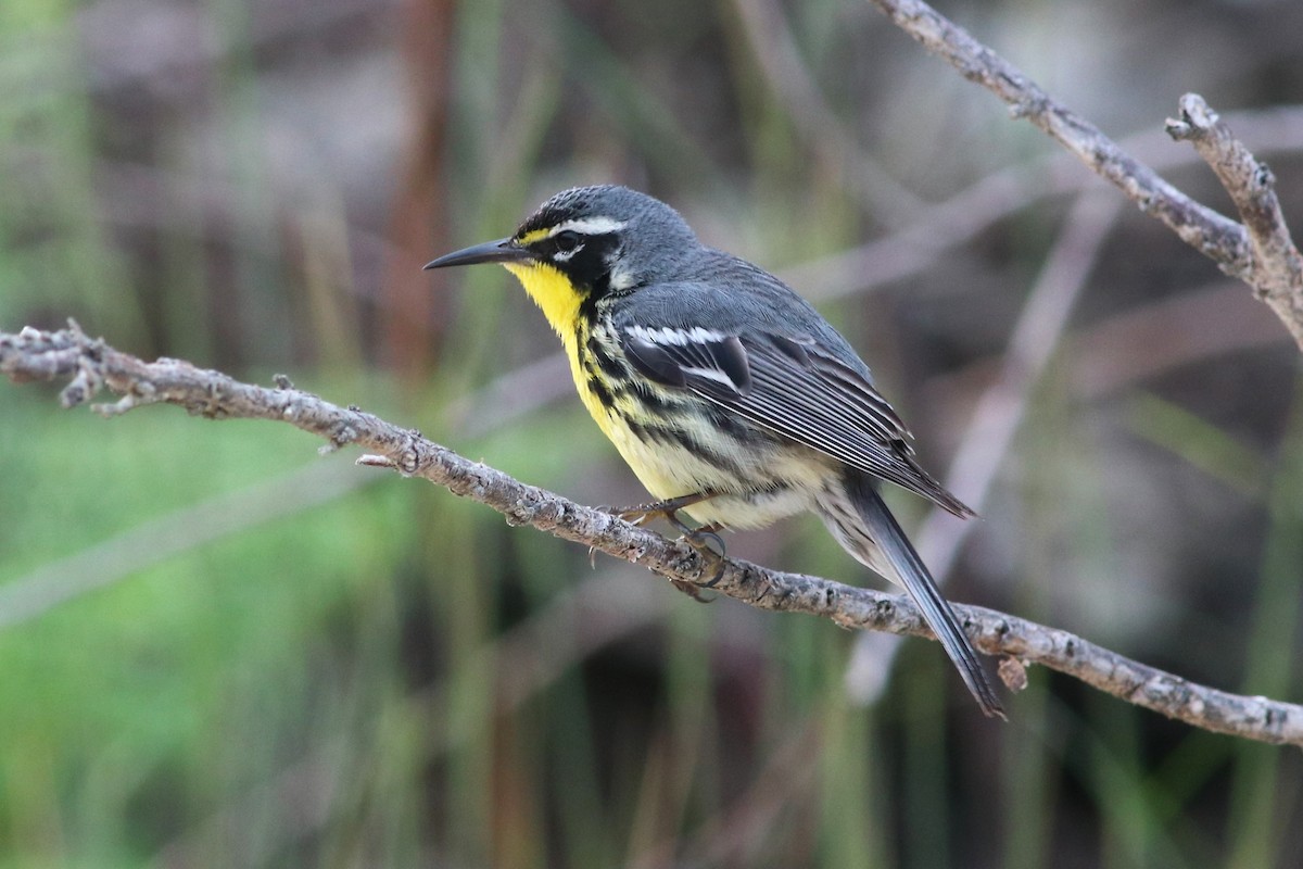 Bahama Warbler - ML59903901