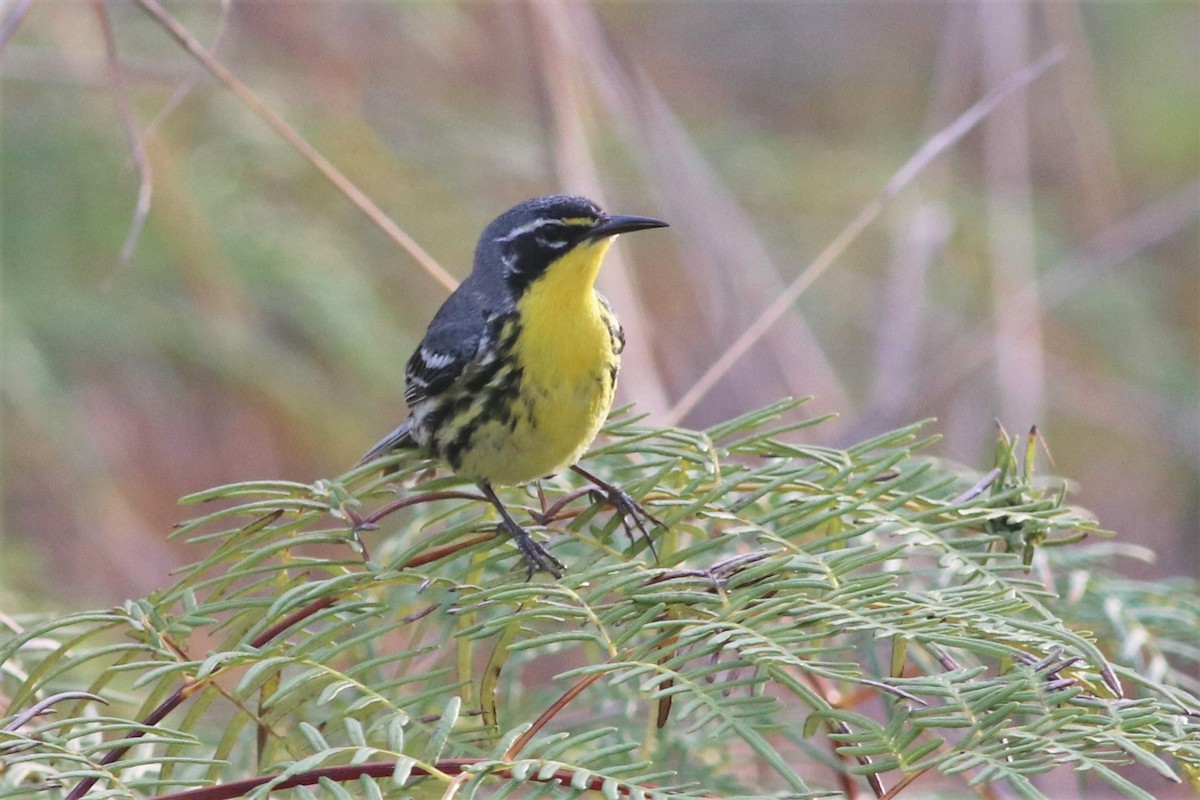 Bahama Warbler - ML59903911