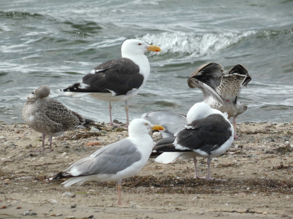 Great Black-backed Gull - ML599040651