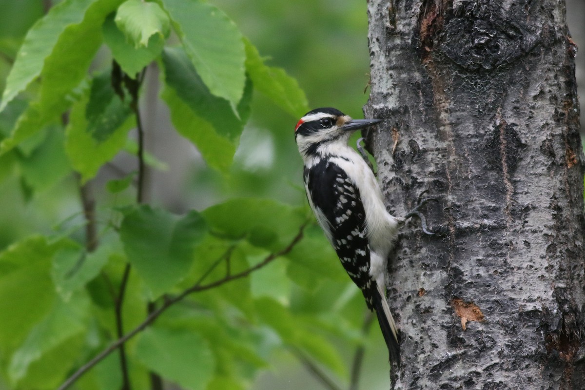 Hairy Woodpecker - ML59904161