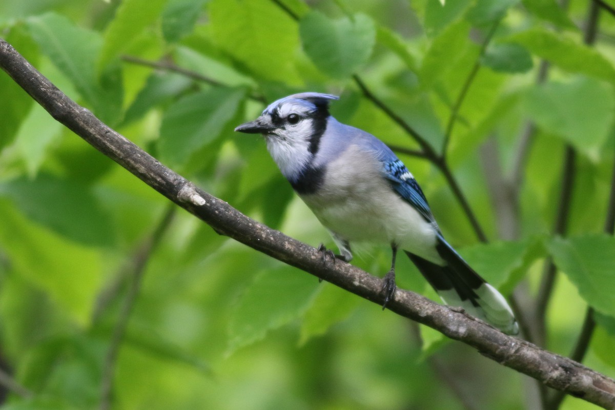 Blue Jay - ML59904181