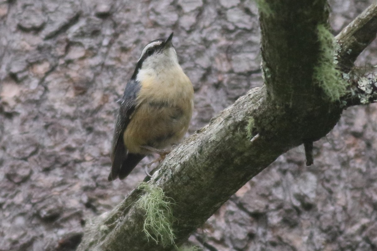 Red-breasted Nuthatch - ML59904221