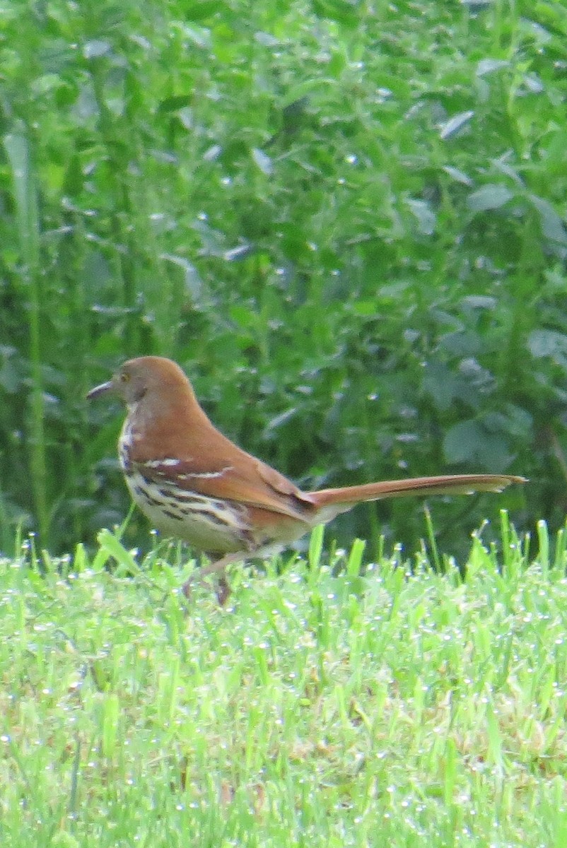 Brown Thrasher - ML59904261