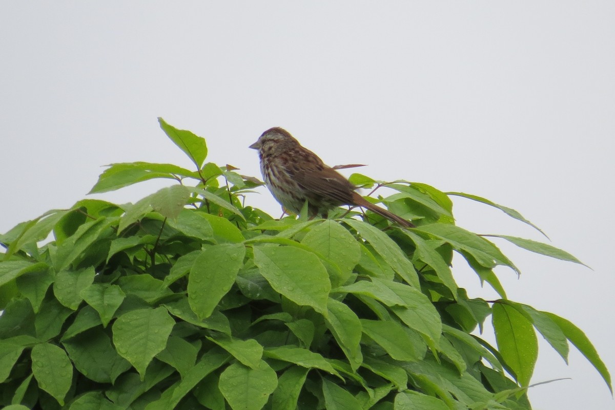 Song Sparrow - ML59904271