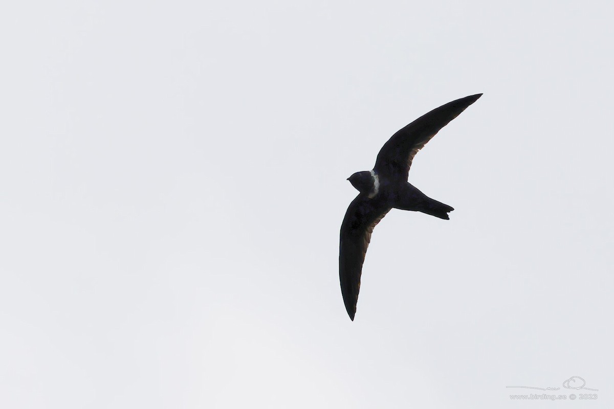 White-collared Swift - ML599042781