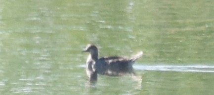 Hooded Merganser - ML59904291