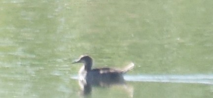 Hooded Merganser - ML59904301