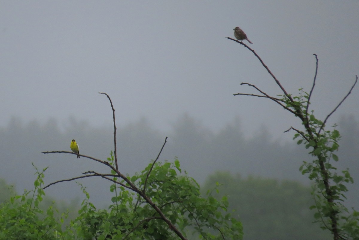 American Goldfinch - ML59904331