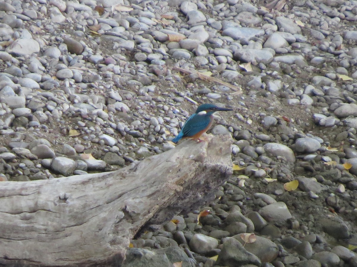 Common Kingfisher - Manuel Rodríguez Gallego