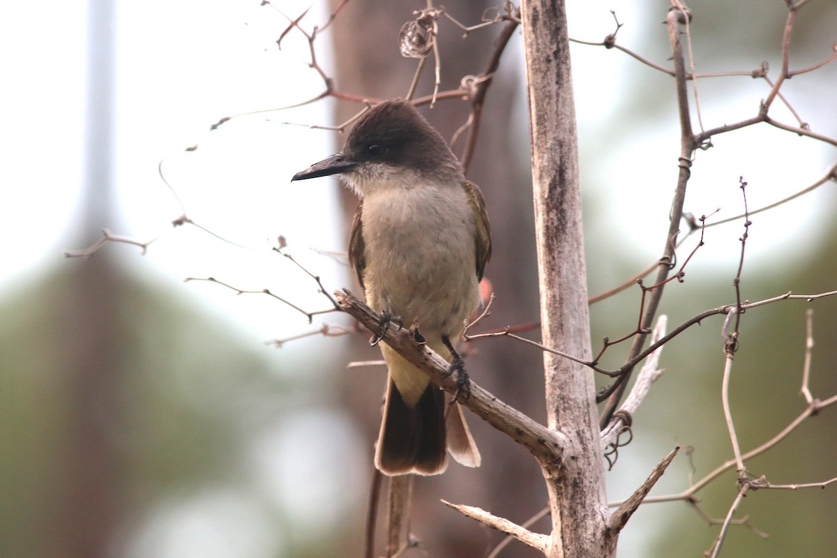 Loggerhead Kingbird - ML59904391