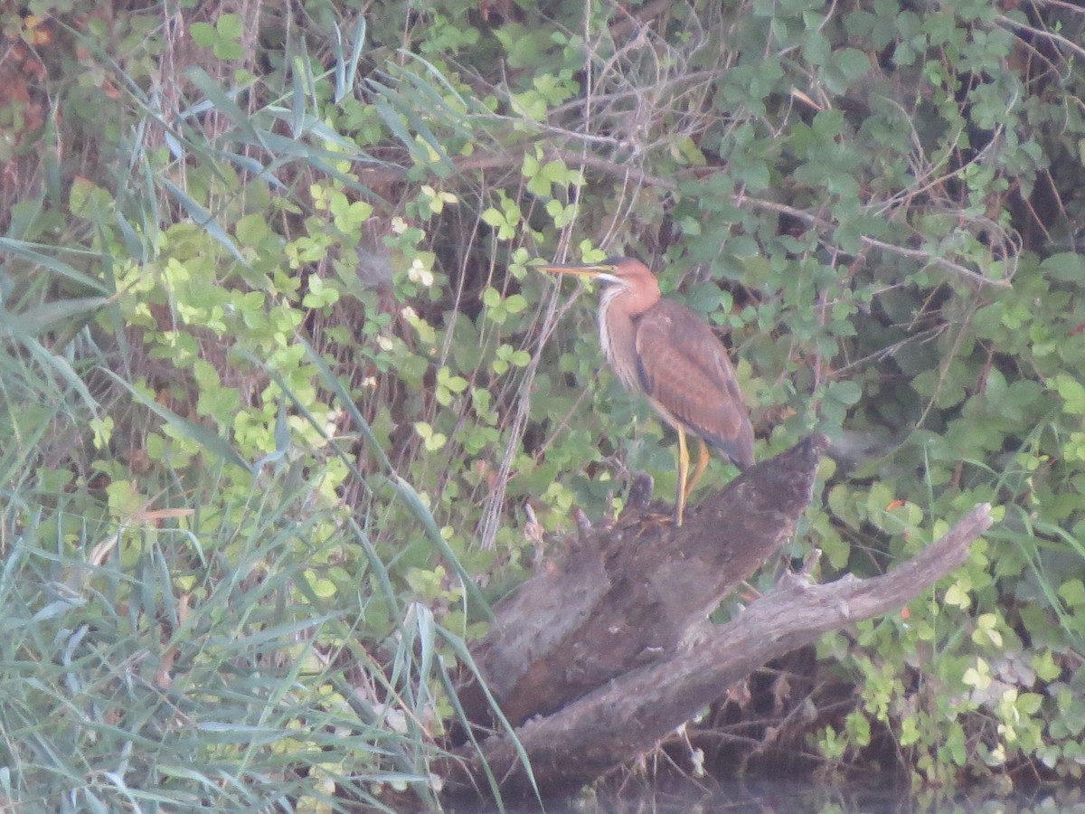 Purple Heron - Manuel Rodríguez Gallego