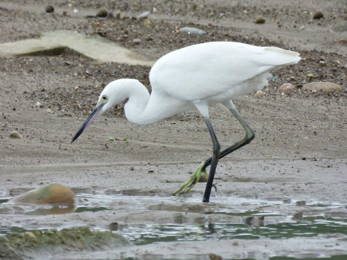 Little Egret - Yawei Zhang