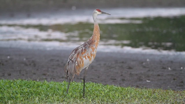 Sandhill Crane - ML599047511