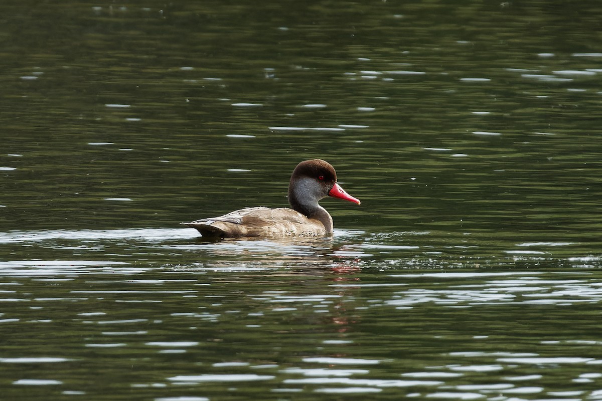Red-crested Pochard - Ian Bell