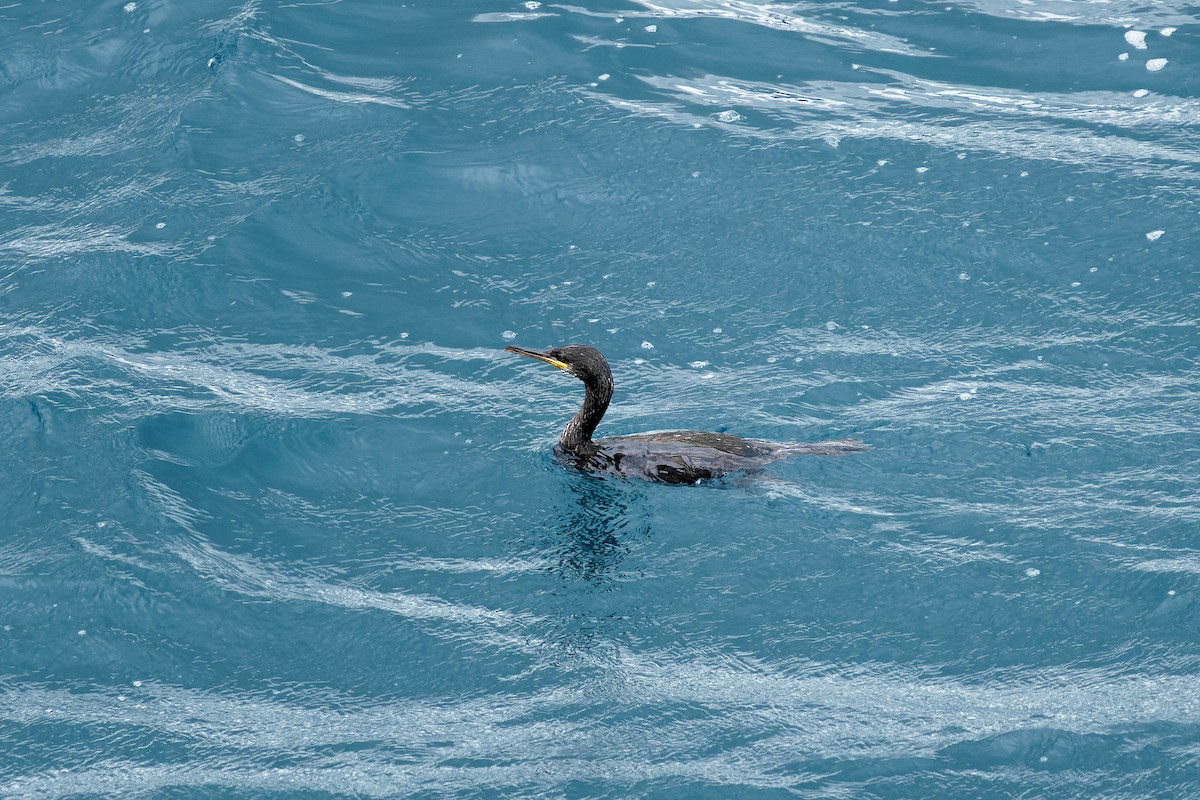 Cormorán Moñudo - ML599048241