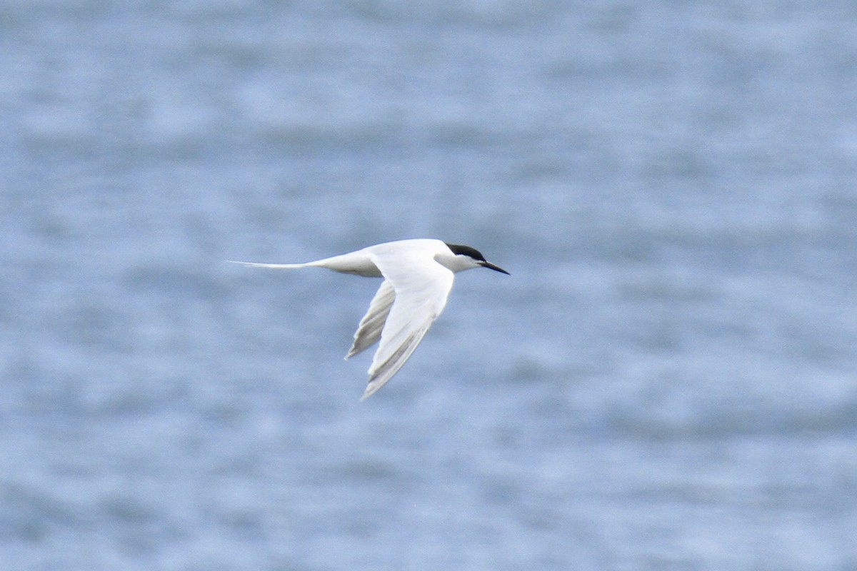 Roseate Tern - ML599048471