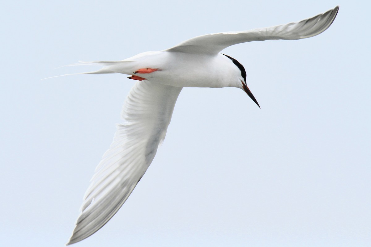 Roseate Tern - ML599048481