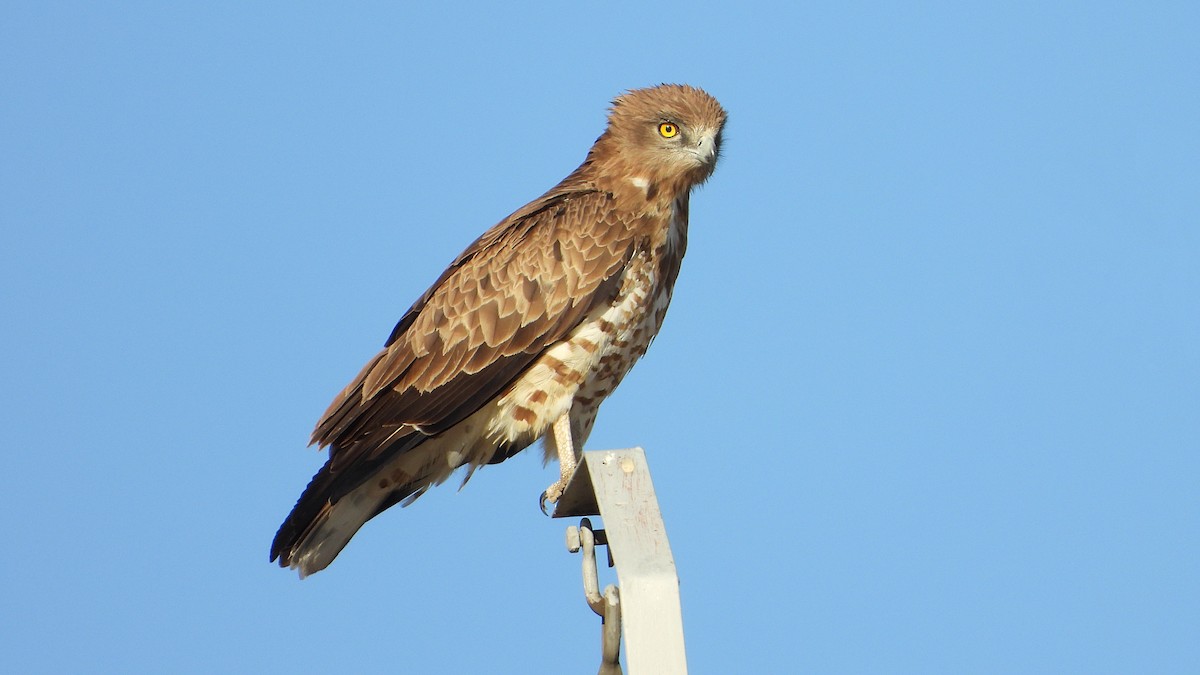 Short-toed Snake-Eagle - ML599049091