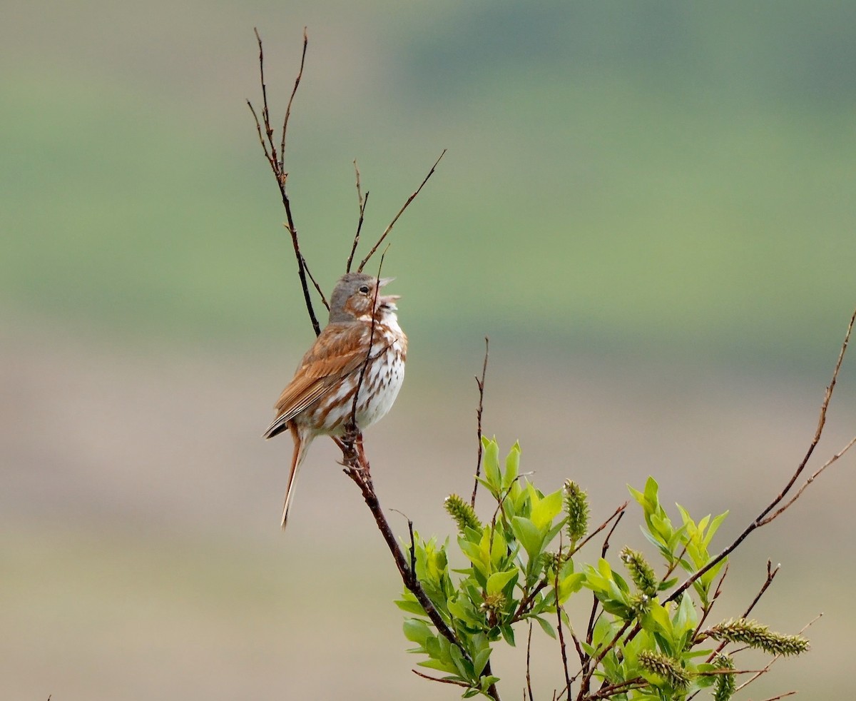 Fox Sparrow (Red) - Greg Baker