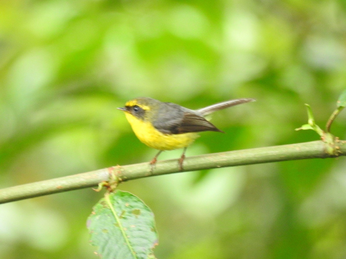 Yellow-bellied Fairy-Fantail - ML599049901