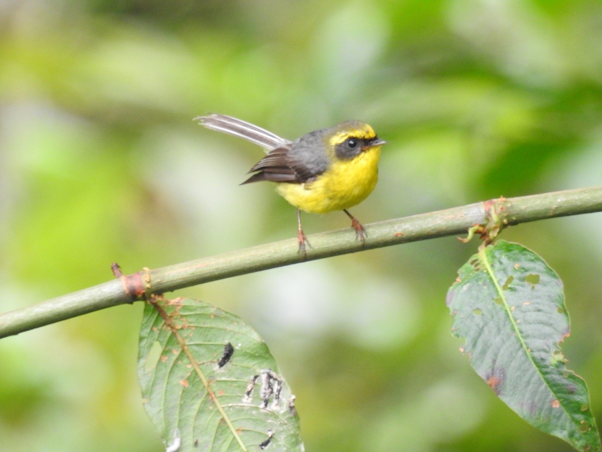 Yellow-bellied Fairy-Fantail - ML599049911