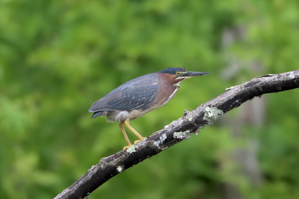 Green Heron - ML599050191