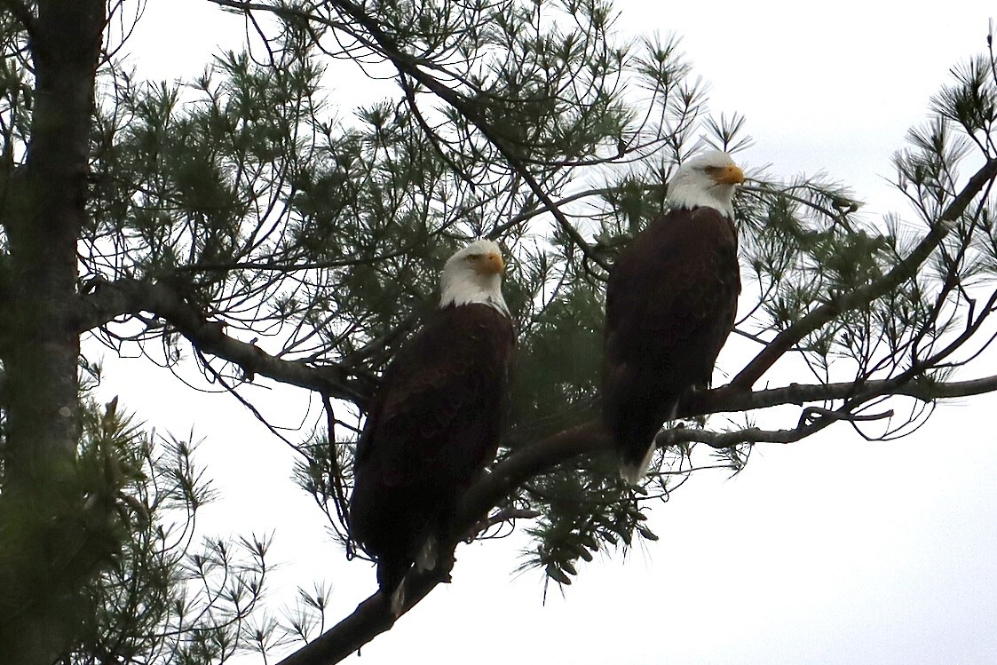 Bald Eagle - ML599050331