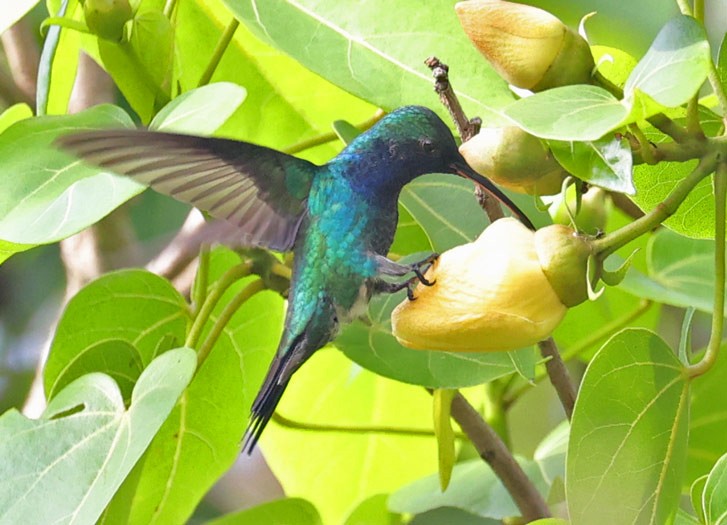 Colibrí Gorjizafiro - ML599050721