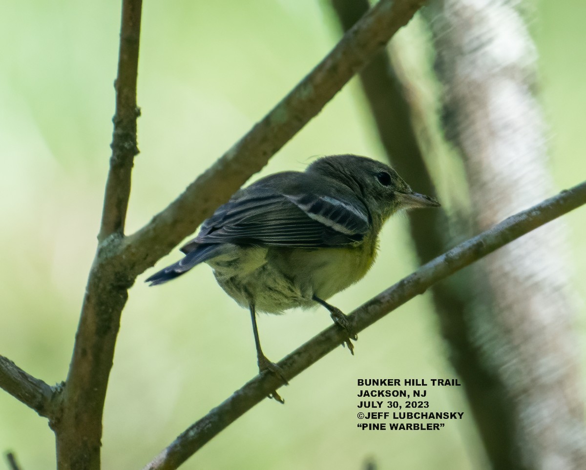 Pine Warbler - ML599051181