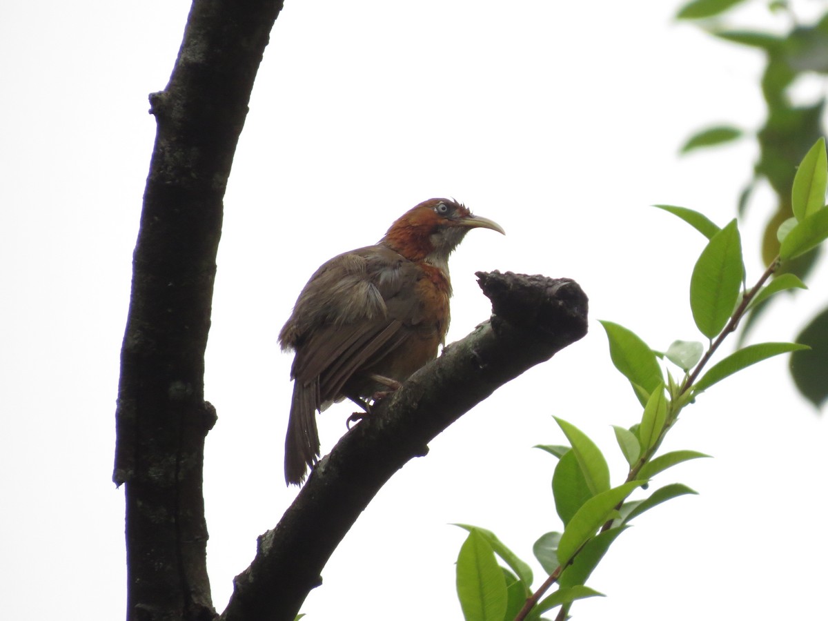 Rusty-cheeked Scimitar-Babbler - ML599051191