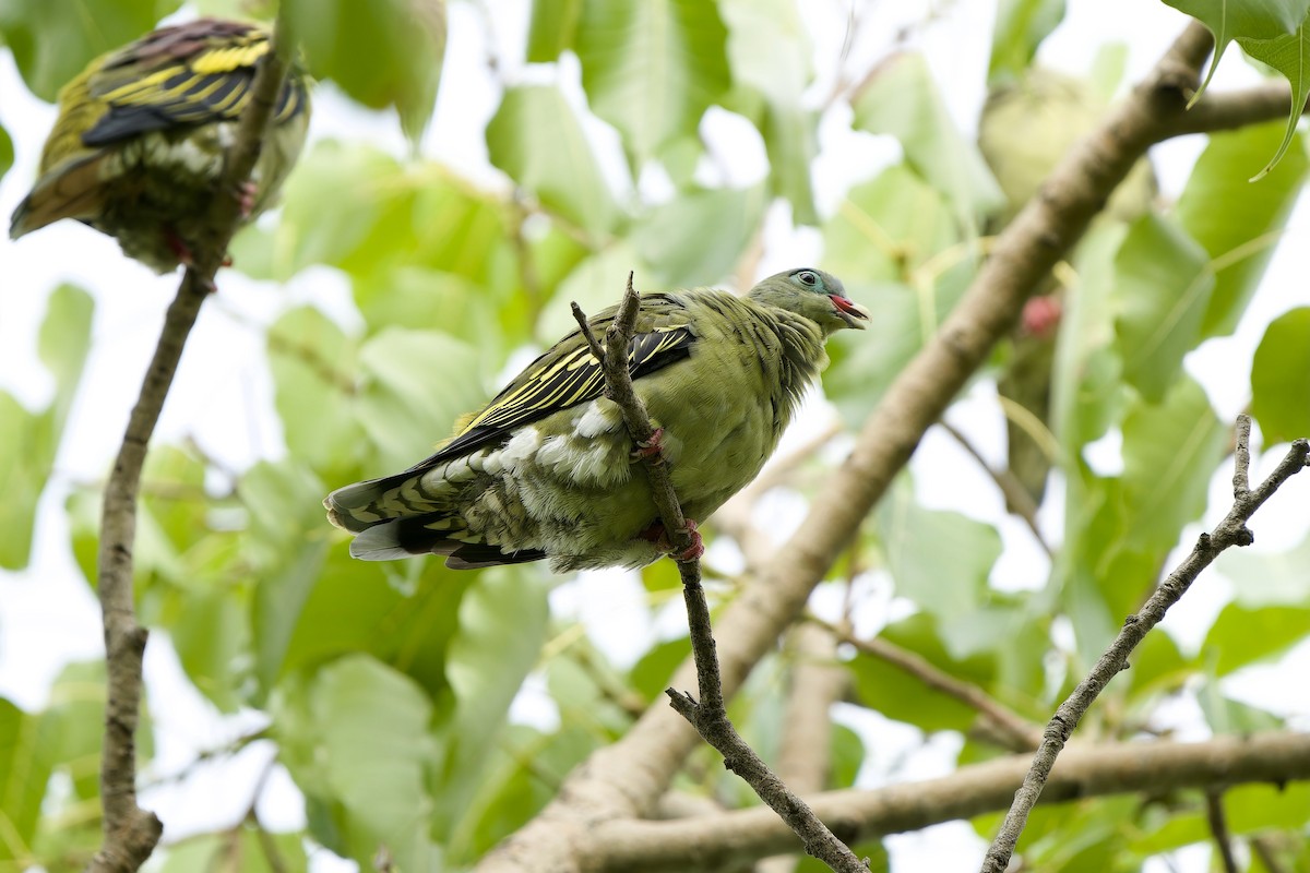 Thick-billed Green-Pigeon (Thick-billed) - ML599051441