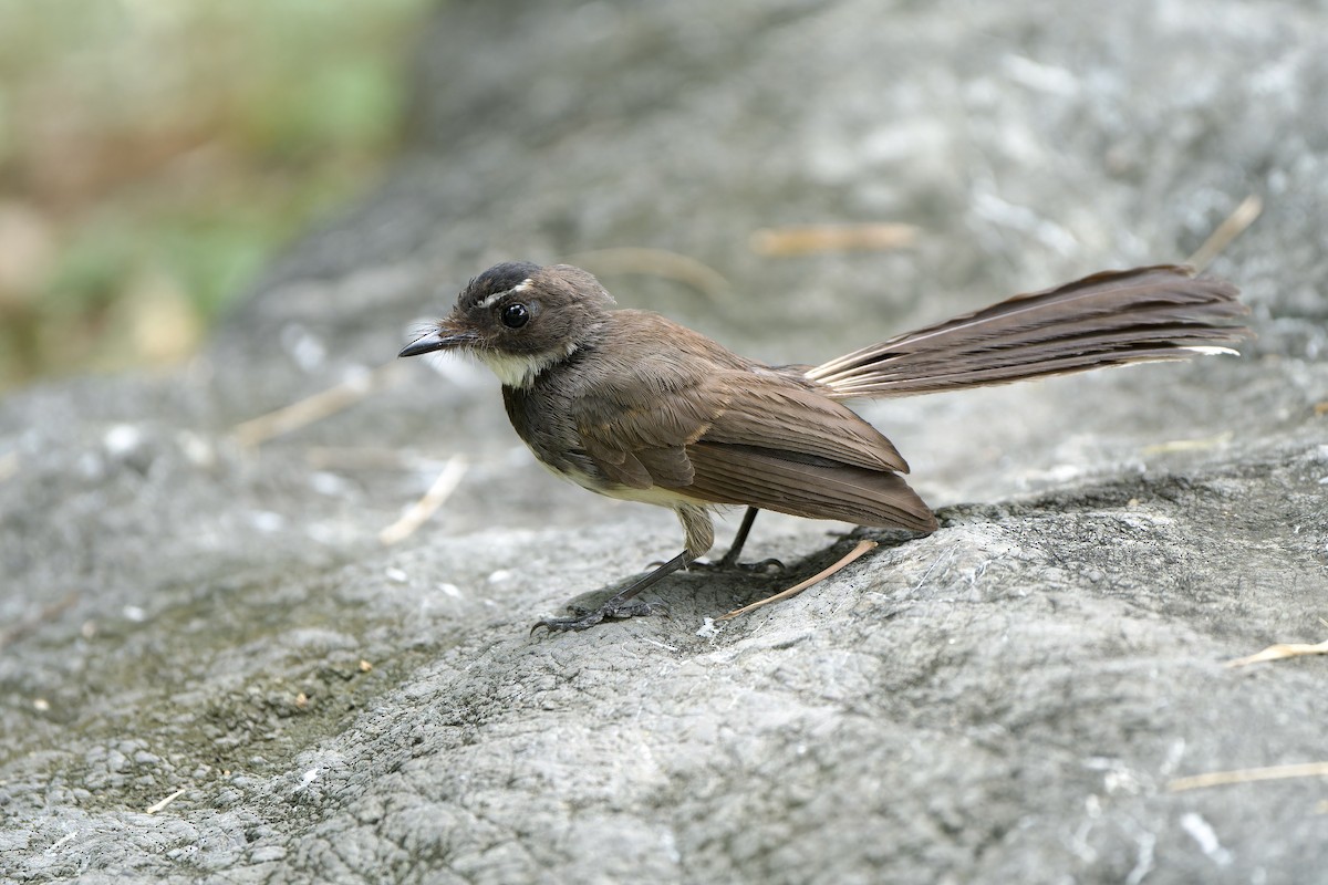 Malaysian Pied-Fantail - ML599051511