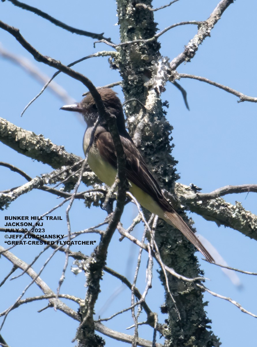 Great Crested Flycatcher - ML599051701