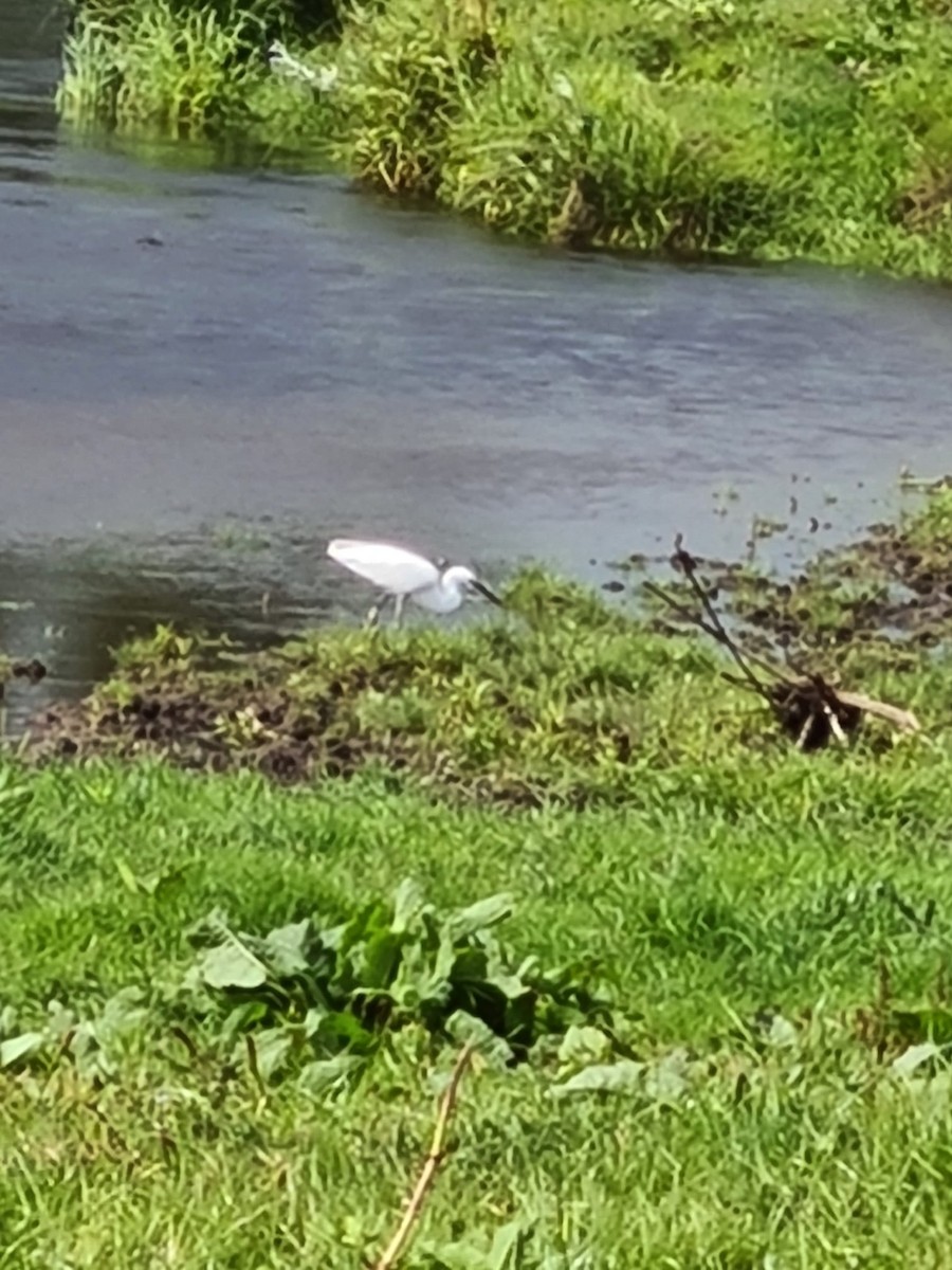 Little Egret - ML599052311