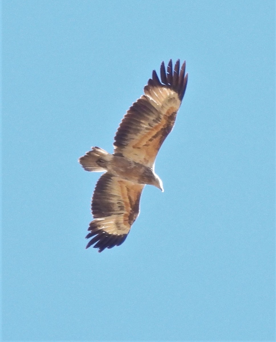 White-bellied Sea-Eagle - ML599052371