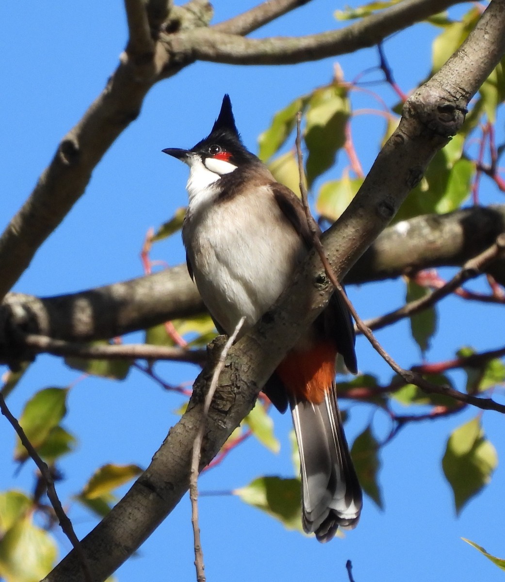 Red-whiskered Bulbul - ML599052481
