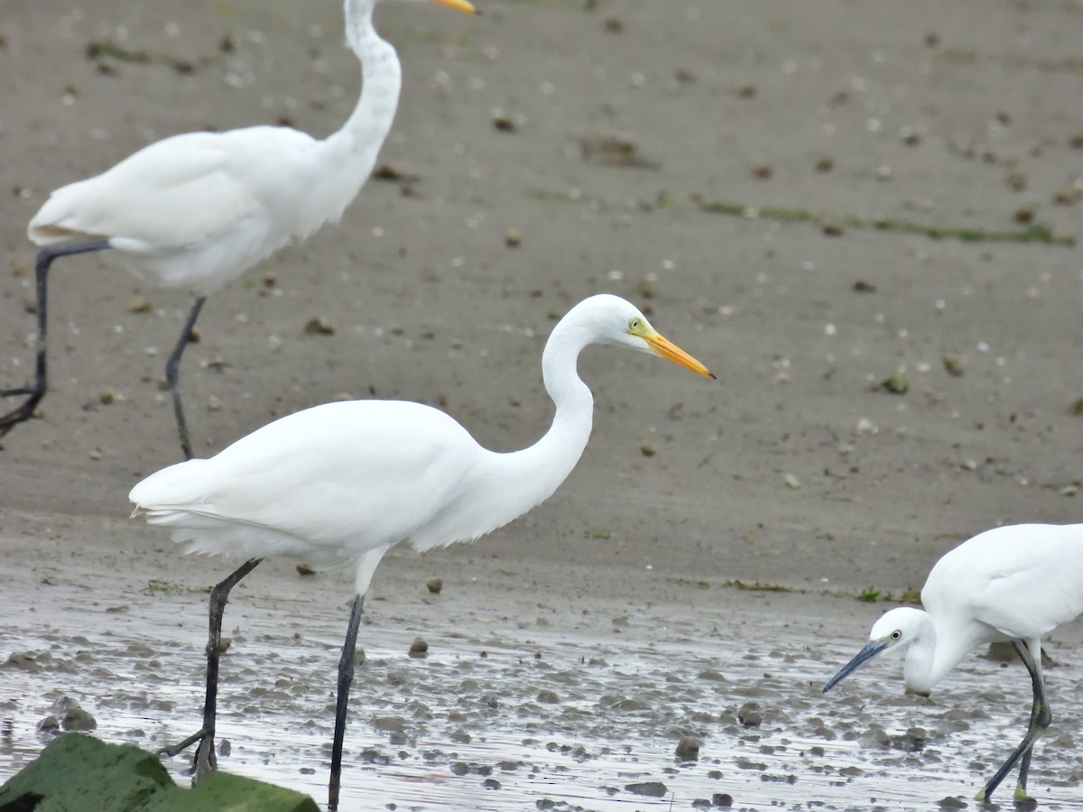 Great Egret - ML599052531