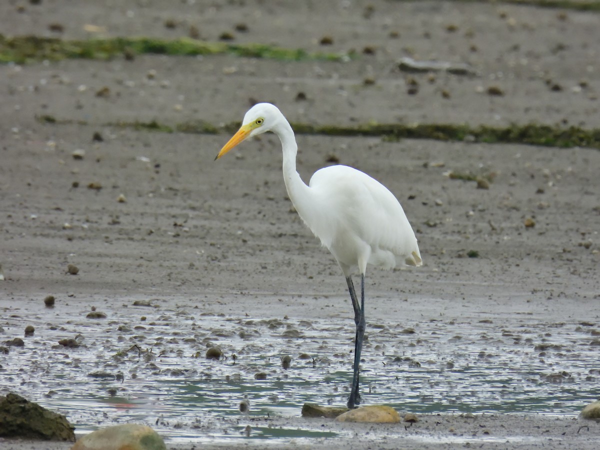 Great Egret - ML599052551