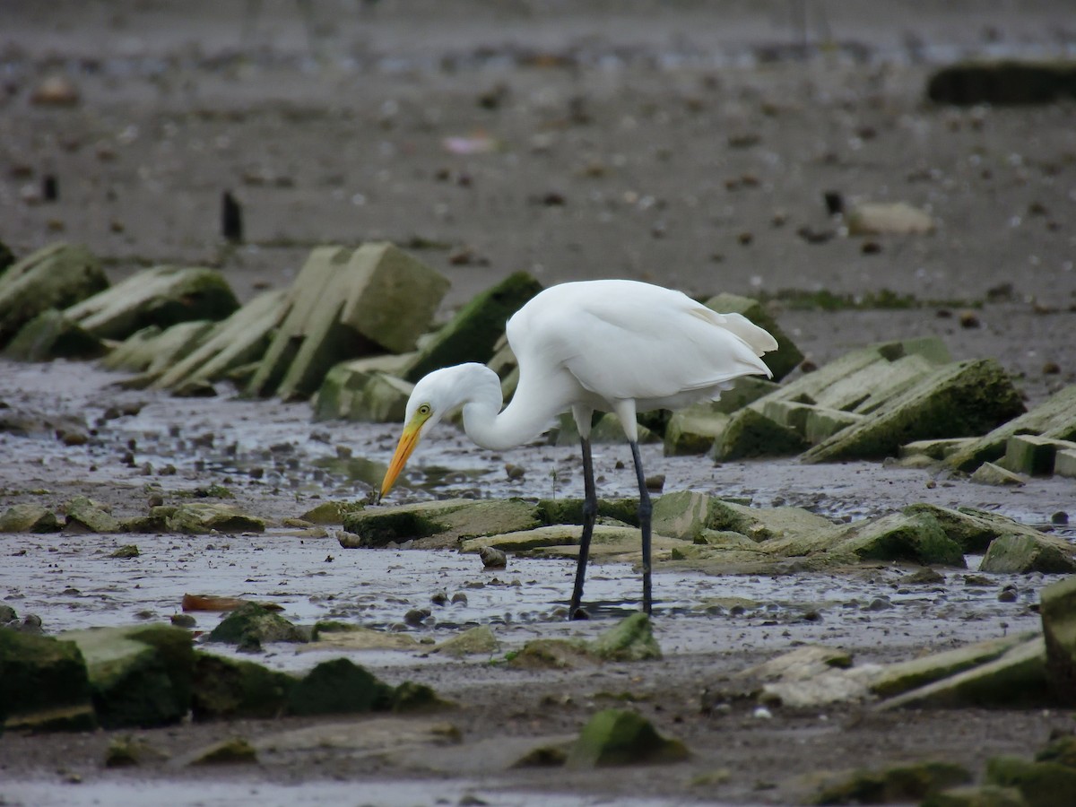 Great Egret - ML599052581