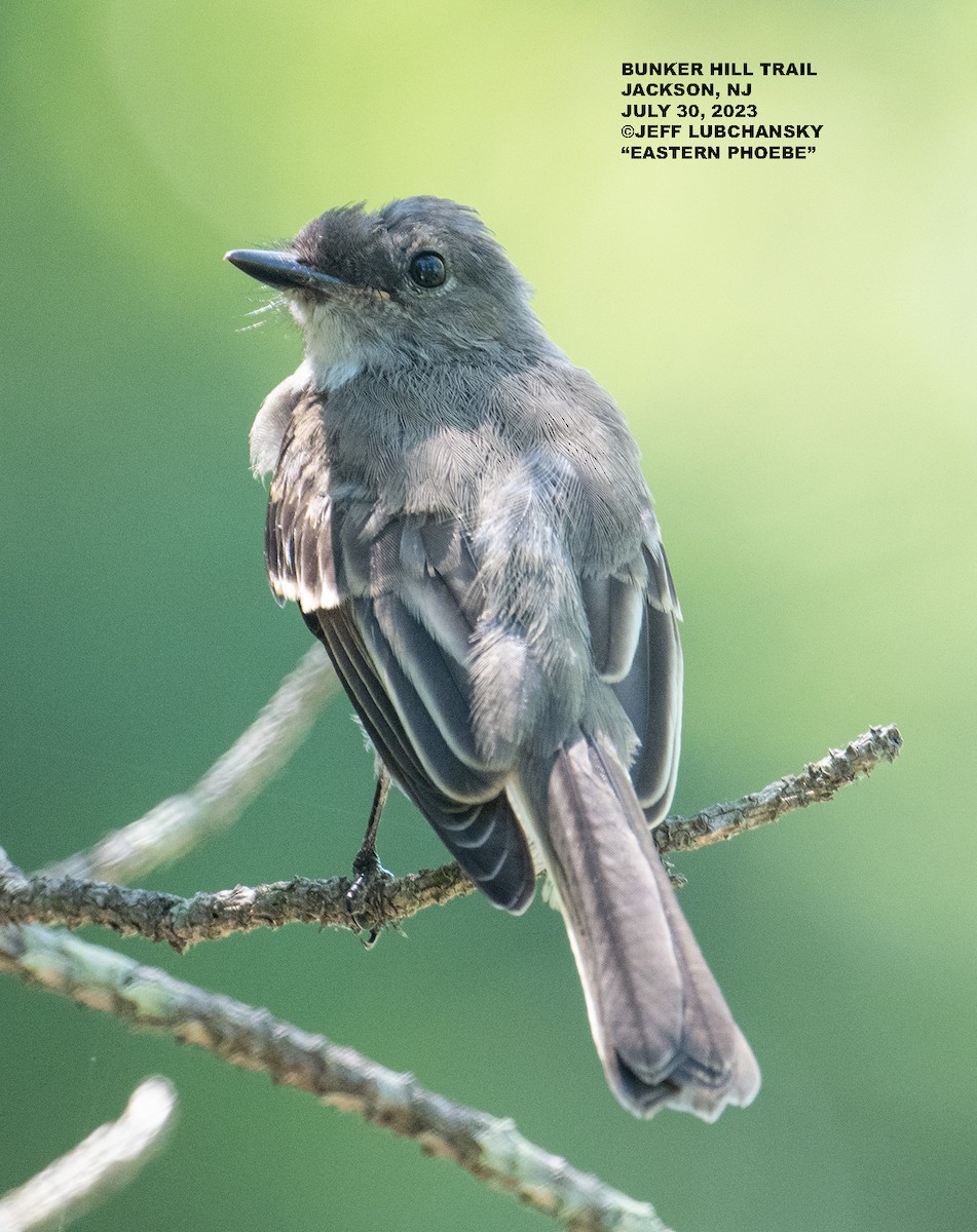 Eastern Phoebe - ML599052641